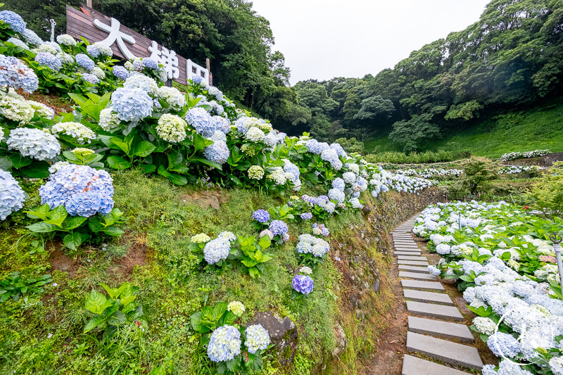 台北繡球花》陽明山竹子湖 大梯田花卉生態農園│2020最新花況分享