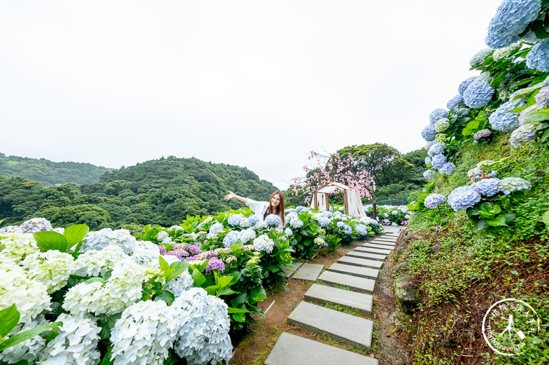 台北繡球花》陽明山竹子湖 大梯田花卉生態農園│2020最新花況分享