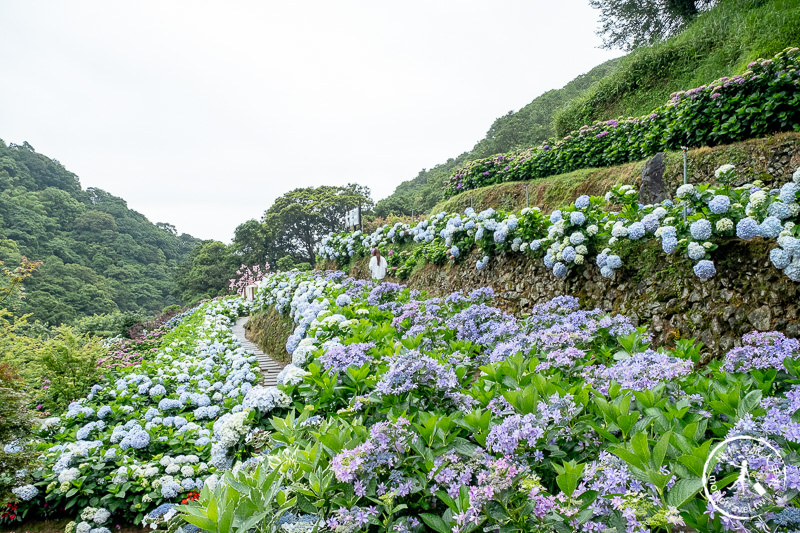 台北繡球花》陽明山竹子湖 大梯田花卉生態農園│2020最新花況分享