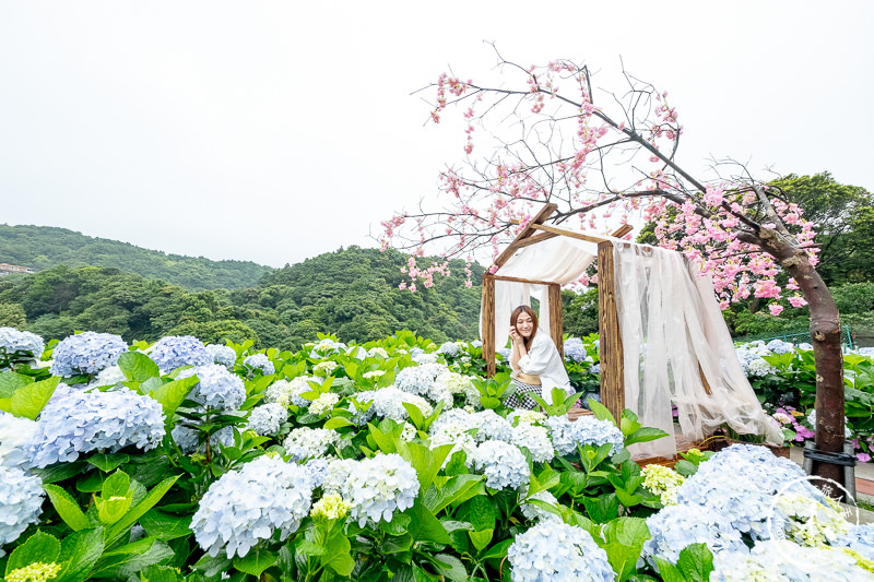 台北繡球花》陽明山竹子湖 大梯田花卉生態農園│2020最新花況分享