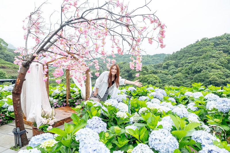 台北繡球花》陽明山竹子湖 大梯田花卉生態農園│2020最新花況分享