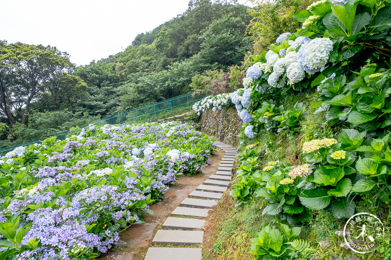 台北繡球花》陽明山竹子湖 大梯田花卉生態農園│2020最新花況分享