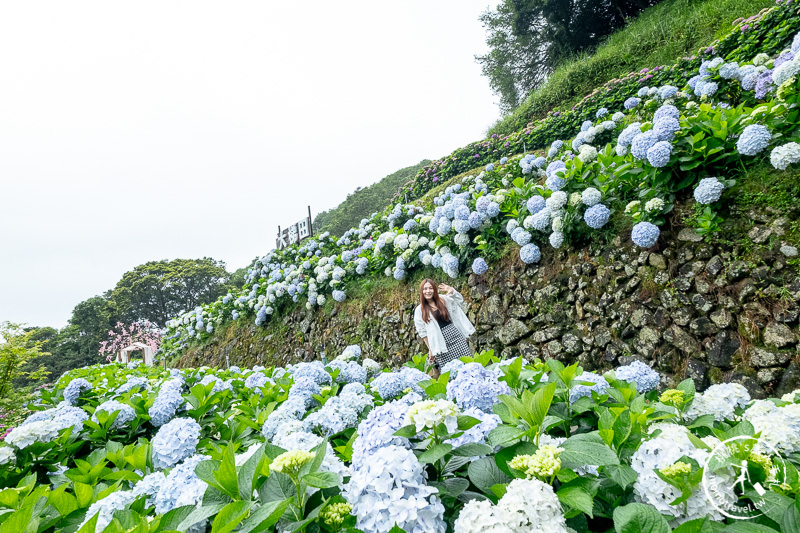 台北繡球花》陽明山竹子湖 大梯田花卉生態農園│2020最新花況分享