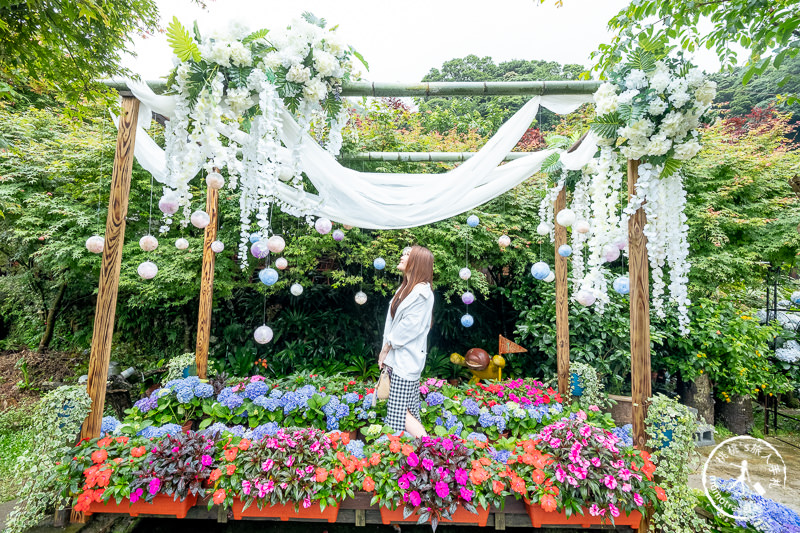 台北繡球花》陽明山竹子湖 大梯田花卉生態農園│2020最新花況分享