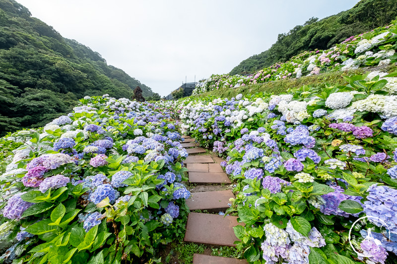 台北繡球花》陽明山竹子湖 大梯田花卉生態農園│2020最新花況分享