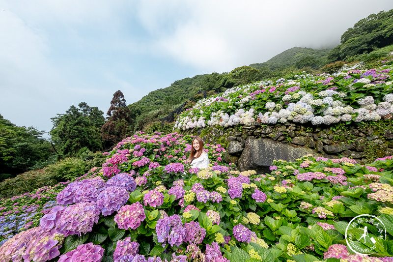 台北繡球花》陽明山竹子湖 大梯田花卉生態農園│2020最新花況分享