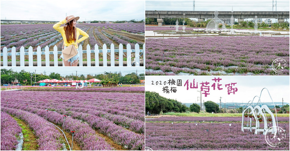 2020桃園仙草花節