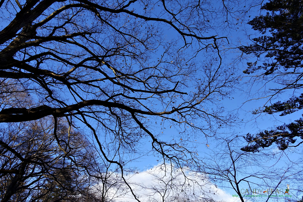 輕井澤景點》雲場池 夢幻天鵝湖 輕井澤山中祕境 - 第7張圖 DSC07651