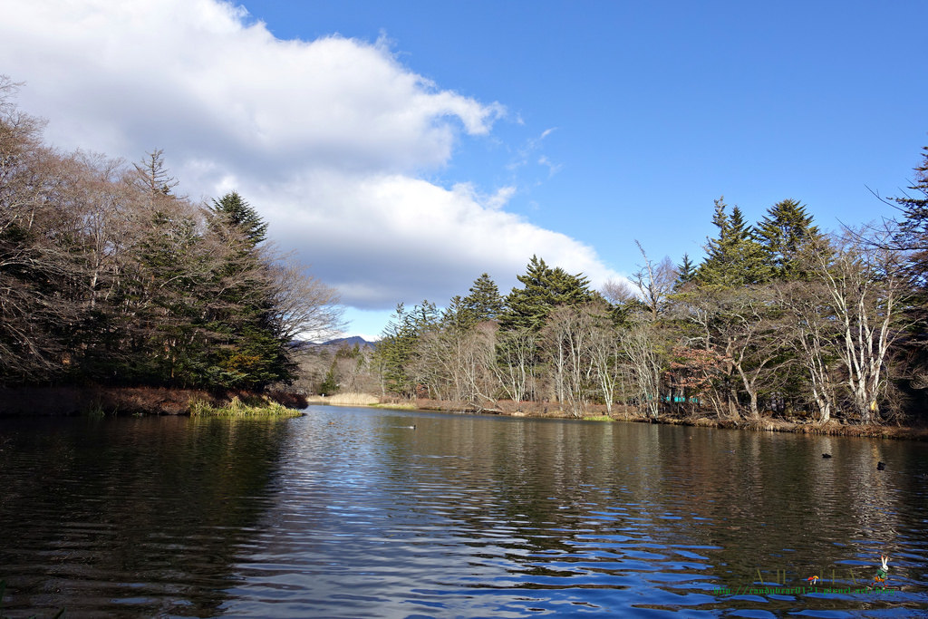 輕井澤景點》雲場池 夢幻天鵝湖 輕井澤山中祕境 - 第8張圖 DSC07567