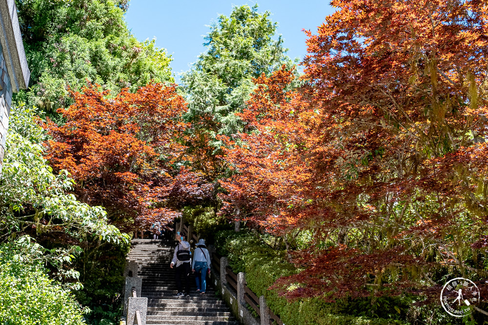 宜蘭太平山景點|太平山莊紫葉槭楓紅階梯|夏天也能賞楓的紅葉步道(門票價格.交通停車.賞楓介紹)