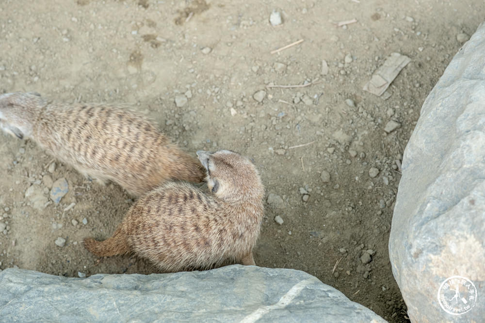 嘉義民雄景點|三隻小豬觀光農場－媲美小型動物園+親子遊樂園|門票.交通.停留時間.一日遊好去處推薦！