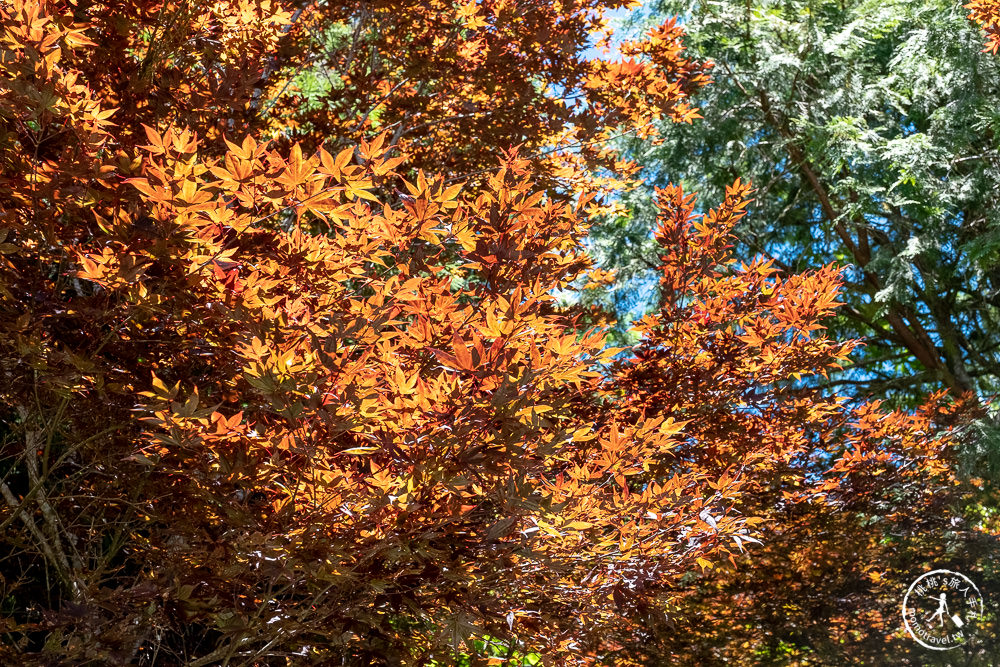 宜蘭太平山景點|太平山莊紫葉槭楓紅階梯|夏天也能賞楓的紅葉步道(門票價格.交通停車.賞楓介紹)