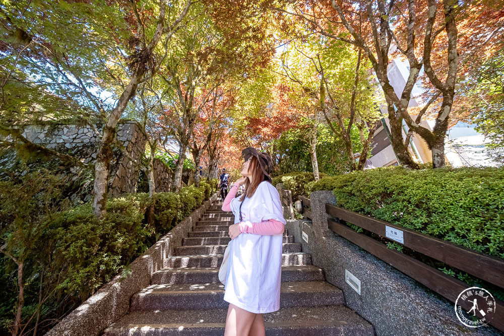 宜蘭太平山景點|太平山莊紫葉槭楓紅階梯|夏天也能賞楓的紅葉步道(門票價格.交通停車.賞楓介紹)