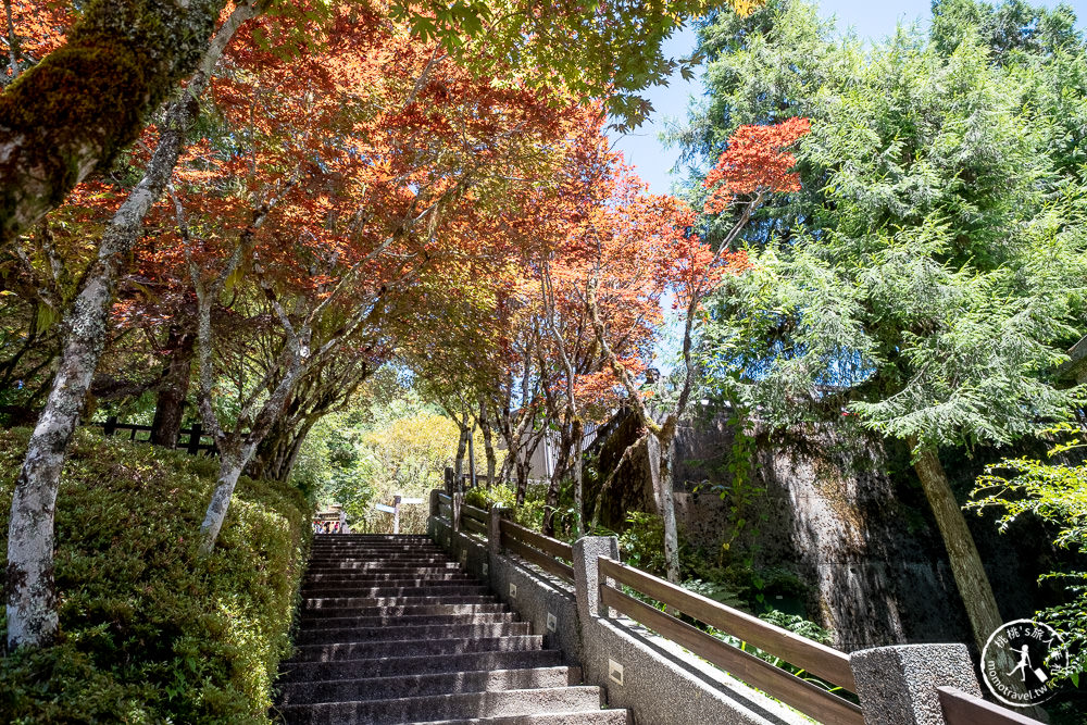 宜蘭太平山景點|太平山莊紫葉槭楓紅階梯|夏天也能賞楓的紅葉步道(門票價格.交通停車.賞楓介紹)