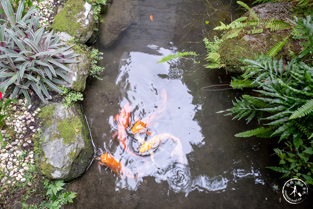 花蓮鯉魚潭民宿推薦|潭心閣民宿|能無限餵魚的親子友善空間．季節限定還能賞螢火蟲住宿