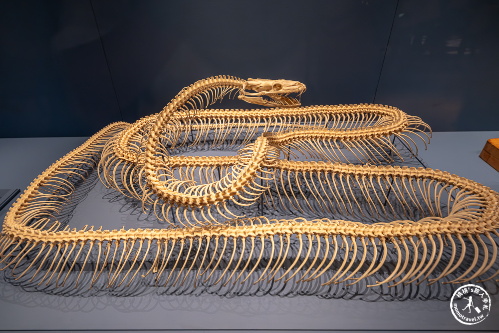 台北展覽|怪獸與大自然的奇幻世界特展|再次回到哈利波特的魔法世界(展期.門票.周邊商品) 台北展覽|怪獸與大自然的奇幻世界特展|再次回到哈利波特的魔法世界(展期.門票.周邊商品)