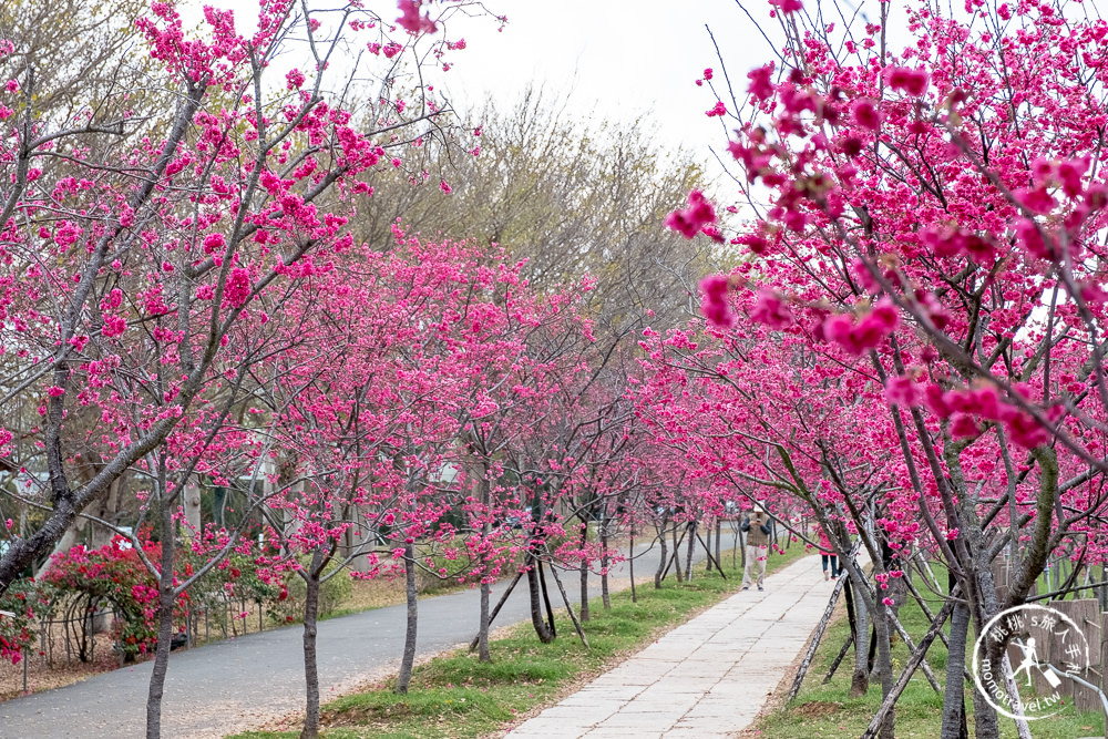 台中賞櫻景點》中科崴立櫻花公園(免門票)-2021最新花況│河津櫻.八重櫻.綠萼櫻-白.粉.桃紅繽紛滿開