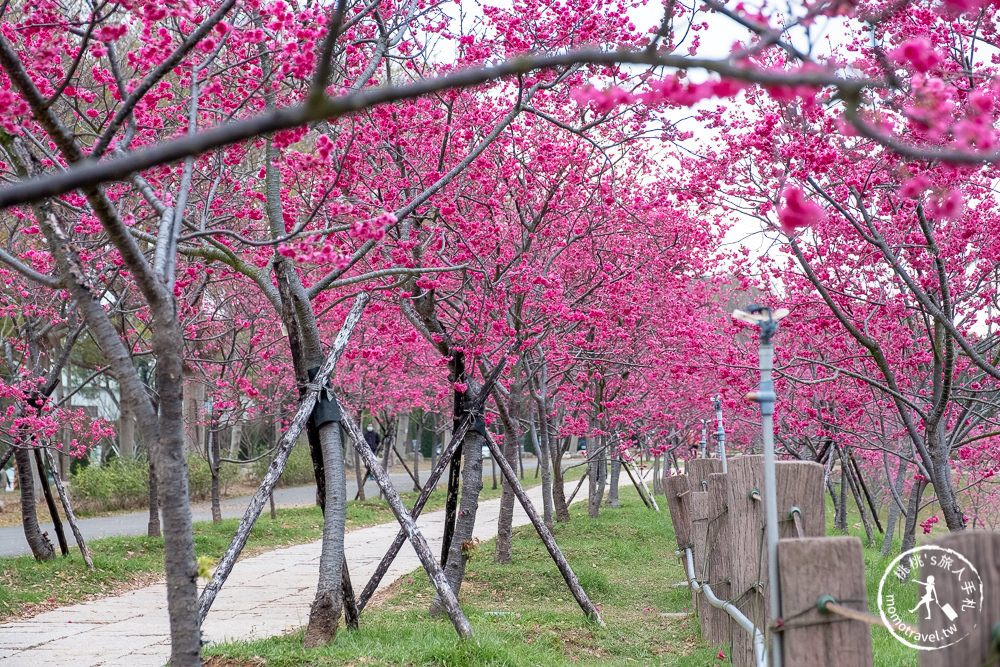 台中賞櫻景點》中科崴立櫻花公園(免門票)-2021最新花況│河津櫻.八重櫻.綠萼櫻-白.粉.桃紅繽紛滿開