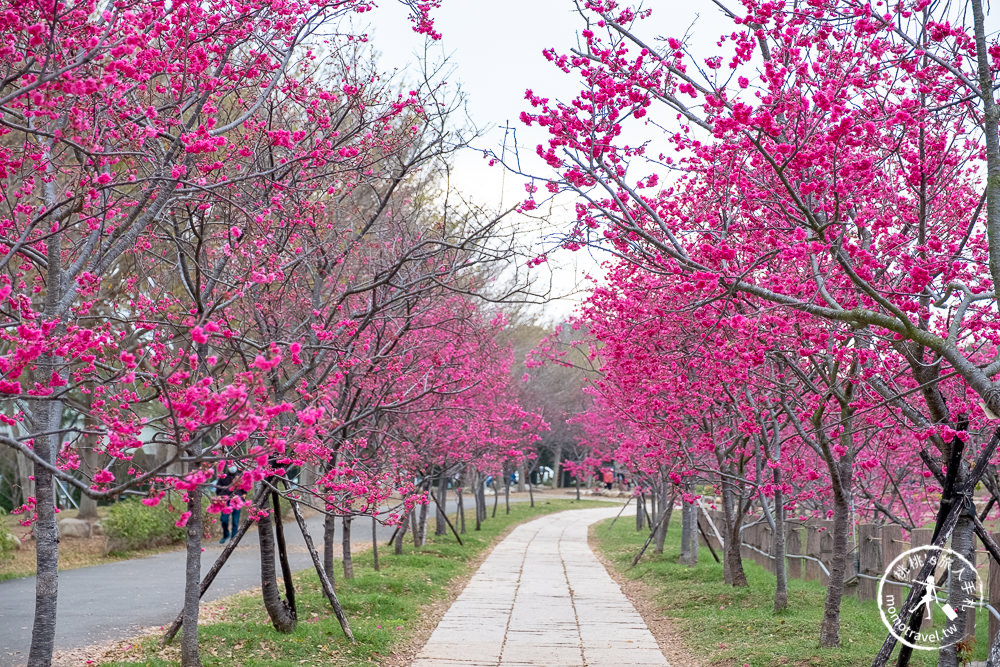 台中賞櫻景點》中科崴立櫻花公園(免門票)-2021最新花況│河津櫻.八重櫻.綠萼櫻-白.粉.桃紅繽紛滿開