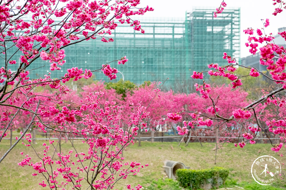 台中賞櫻景點》中科崴立櫻花公園(免門票)-2021最新花況│河津櫻.八重櫻.綠萼櫻-白.粉.桃紅繽紛滿開