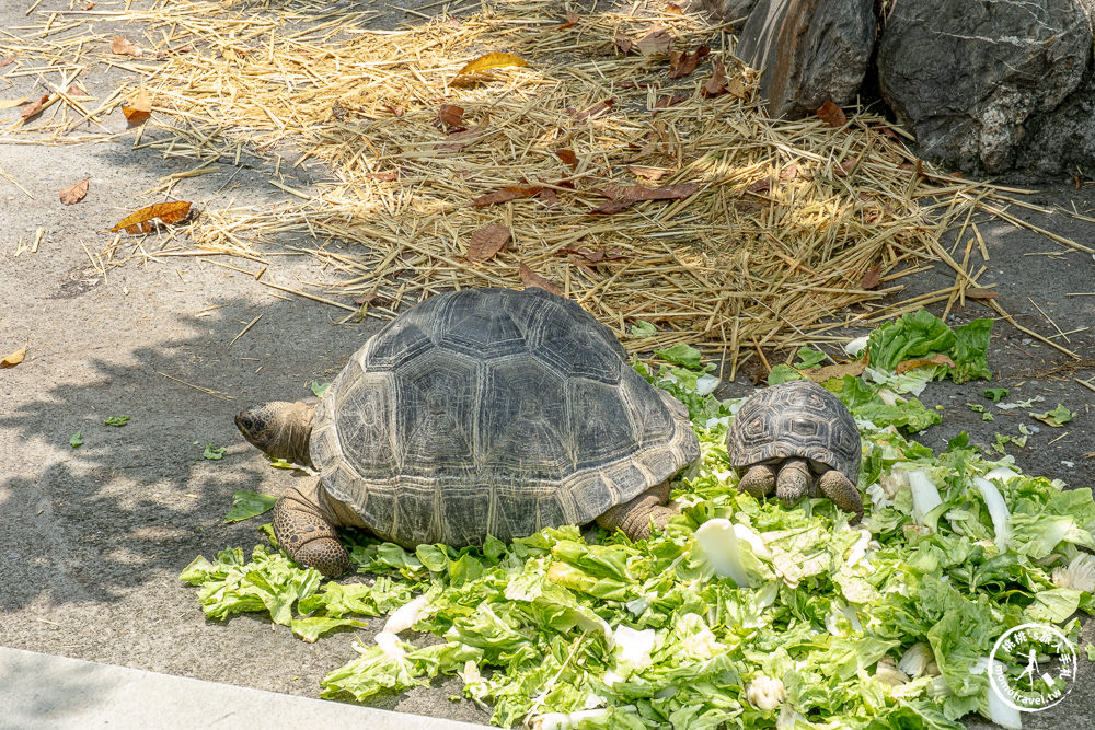 嘉義民雄景點|三隻小豬觀光農場－媲美小型動物園+親子遊樂園|門票.交通.停留時間.一日遊好去處推薦！