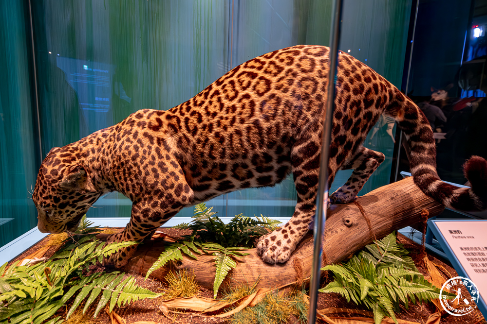 台北展覽|怪獸與大自然的奇幻世界特展|再次回到哈利波特的魔法世界(展期.門票.周邊商品) 台北展覽|怪獸與大自然的奇幻世界特展|再次回到哈利波特的魔法世界(展期.門票.周邊商品)