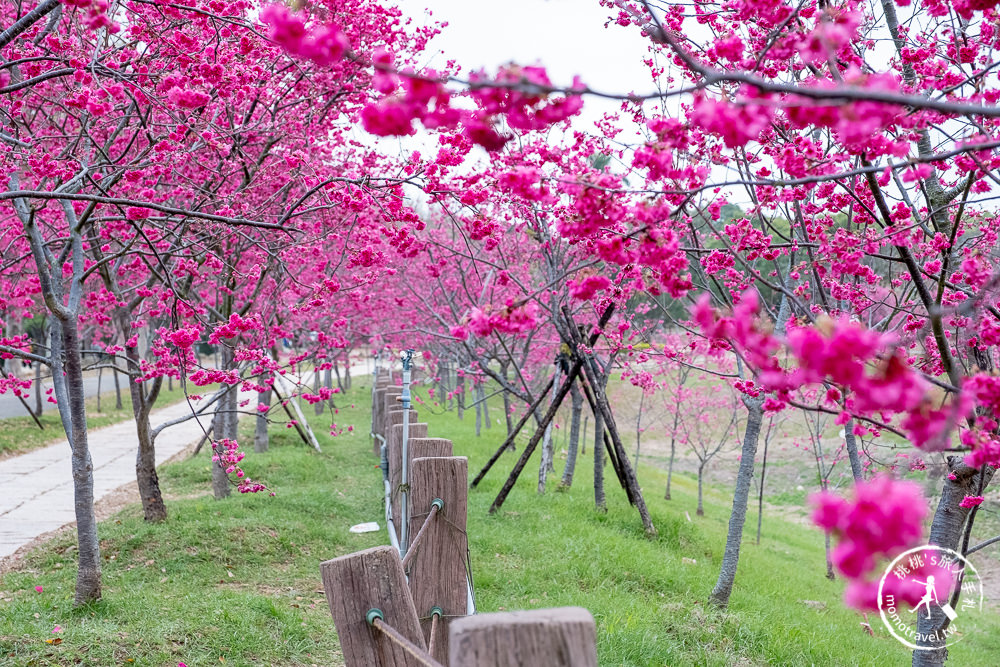 台中賞櫻景點》中科崴立櫻花公園(免門票)-2021最新花況│河津櫻.八重櫻.綠萼櫻-白.粉.桃紅繽紛滿開