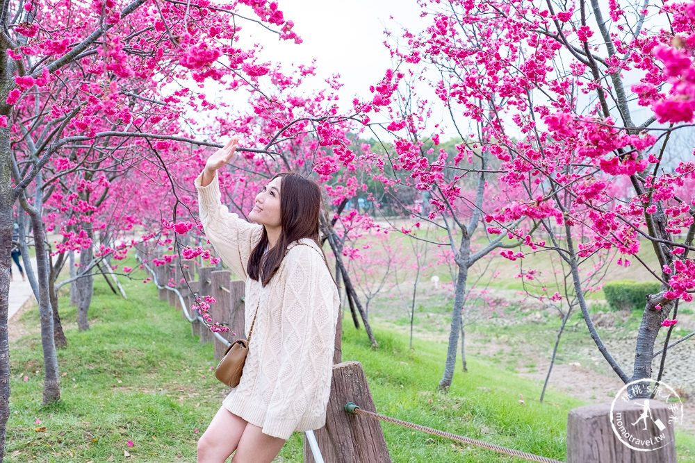 台中賞櫻景點》中科崴立櫻花公園(免門票)-2021最新花況│河津櫻.八重櫻.綠萼櫻-白.粉.桃紅繽紛滿開