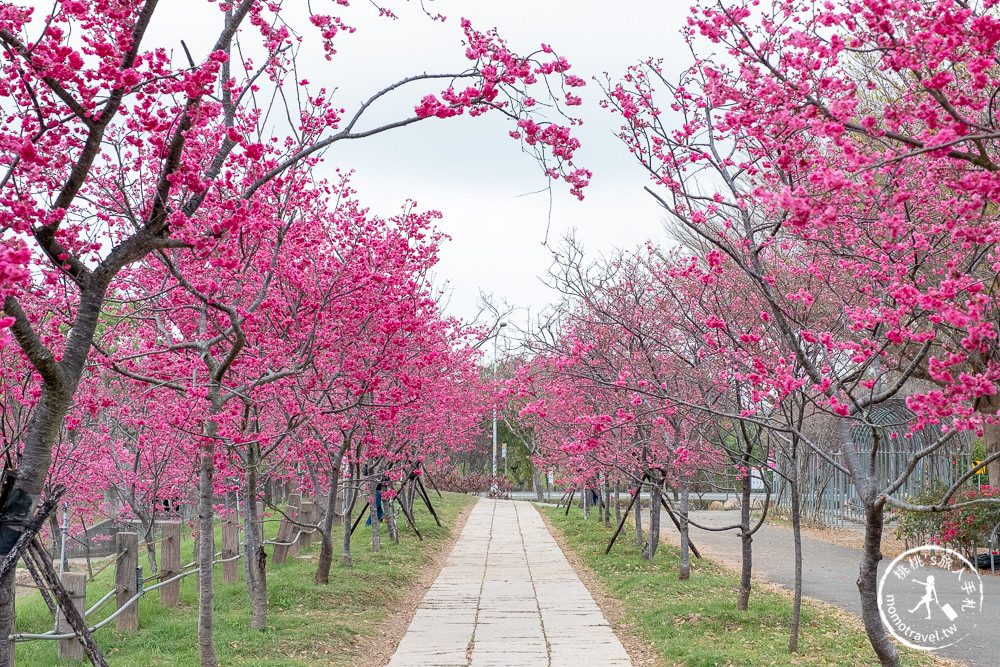 台中賞櫻景點》中科崴立櫻花公園(免門票)-2021最新花況│河津櫻.八重櫻.綠萼櫻-白.粉.桃紅繽紛滿開