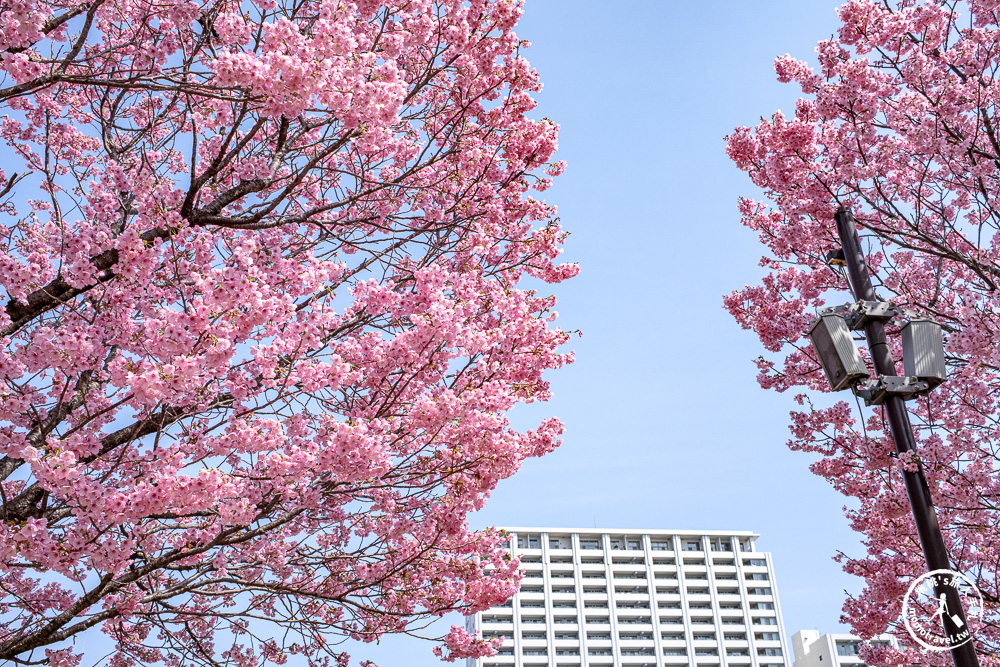 東京賞櫻景點|汐入公園-沿著隅田川漫步-粉嫩櫻花與東京晴空塔同框的絕美拍照點推薦
東京賞櫻景點|汐入公園-沿著隅田川漫步-粉嫩櫻花與東京晴空塔同框的絕美拍照點推薦