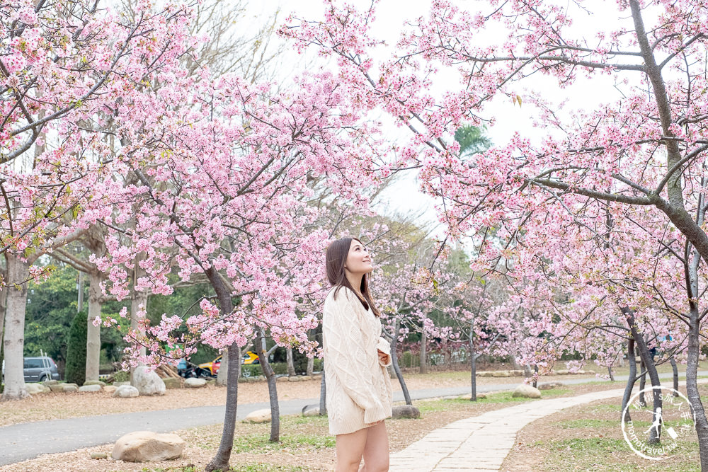 台中賞櫻景點》中科崴立櫻花公園(免門票)-2021最新花況│河津櫻.八重櫻.綠萼櫻-白.粉.桃紅繽紛滿開