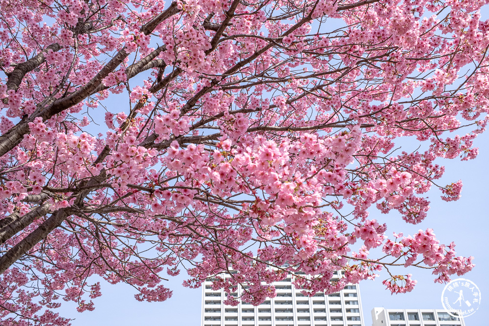 東京賞櫻景點|汐入公園-沿著隅田川漫步-粉嫩櫻花與東京晴空塔同框的絕美拍照點推薦
東京賞櫻景點|汐入公園-沿著隅田川漫步-粉嫩櫻花與東京晴空塔同框的絕美拍照點推薦