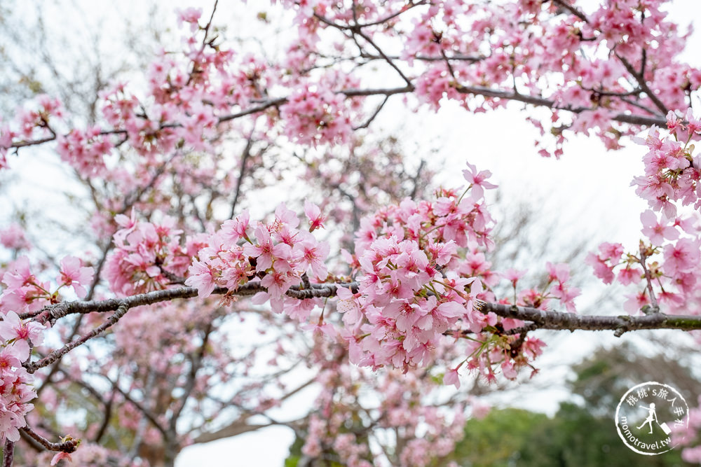 台中賞櫻景點》中科崴立櫻花公園(免門票)-2021最新花況│河津櫻.八重櫻.綠萼櫻-白.粉.桃紅繽紛滿開