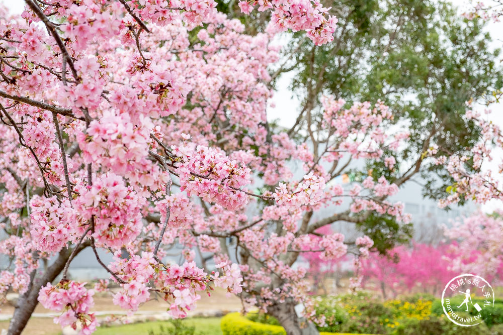 台中賞櫻景點》中科崴立櫻花公園(免門票)-2021最新花況│河津櫻.八重櫻.綠萼櫻-白.粉.桃紅繽紛滿開