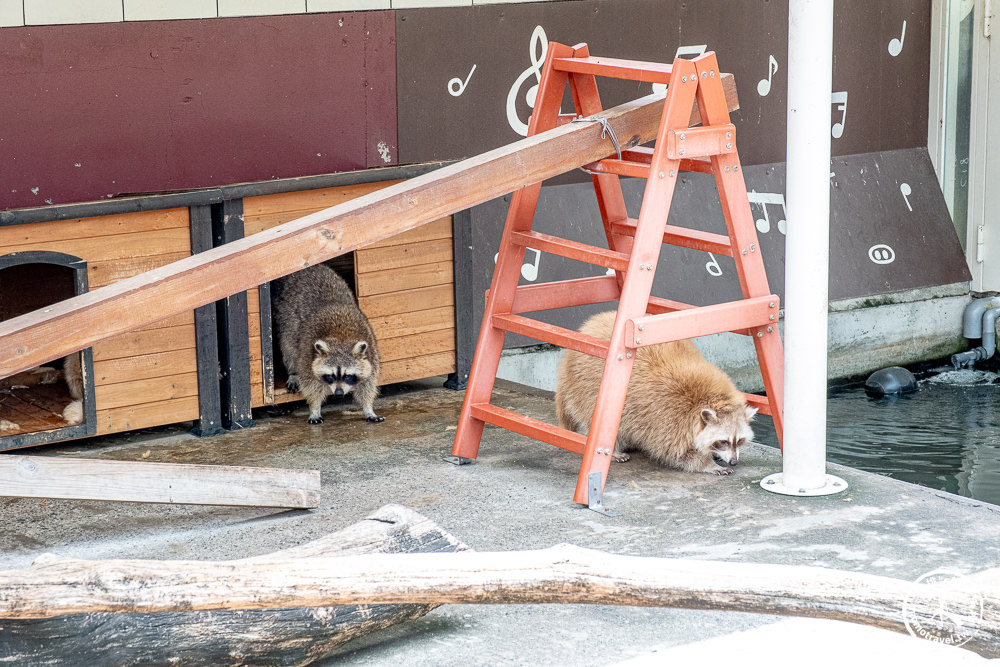 嘉義民雄景點|三隻小豬觀光農場－媲美小型動物園+親子遊樂園|門票.交通.停留時間.一日遊好去處推薦！