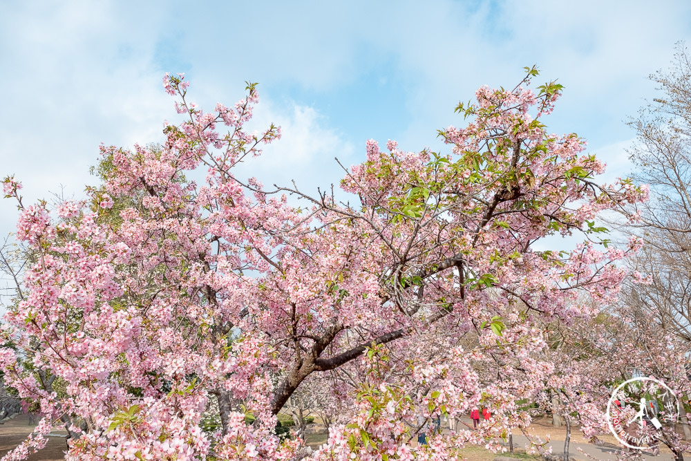 台中賞櫻景點》中科崴立櫻花公園(免門票)-2021最新花況│河津櫻.八重櫻.綠萼櫻-白.粉.桃紅繽紛滿開