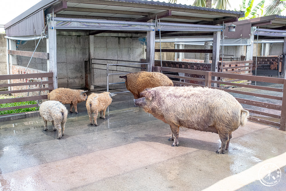 嘉義民雄景點|三隻小豬觀光農場－媲美小型動物園+親子遊樂園|門票.交通.停留時間.一日遊好去處推薦！