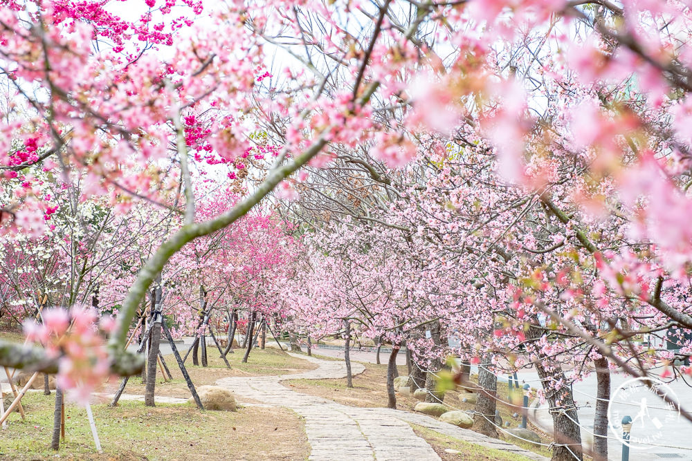 台中賞櫻景點》中科崴立櫻花公園(免門票)-2021最新花況│河津櫻.八重櫻.綠萼櫻-白.粉.桃紅繽紛滿開