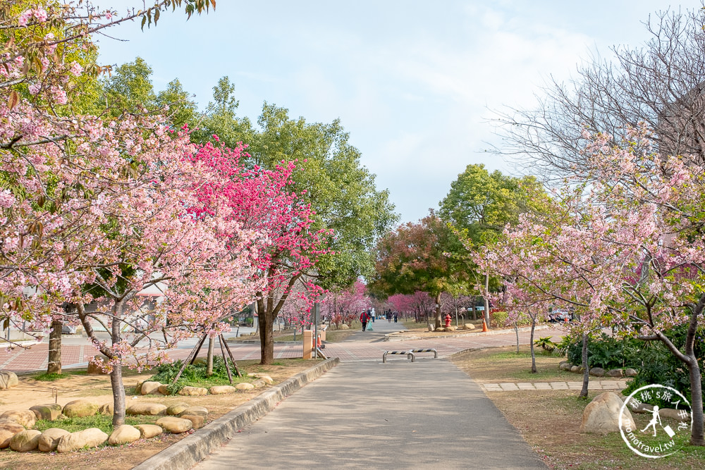 台中賞櫻景點》中科崴立櫻花公園(免門票)-2021最新花況│河津櫻.八重櫻.綠萼櫻-白.粉.桃紅繽紛滿開