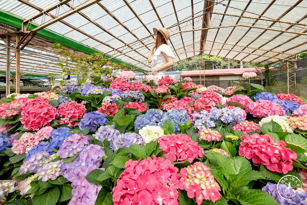 2021桃園繡球花季》8處繡球花祕密花園公開│賞花地點在哪裡？活動時間報你知！