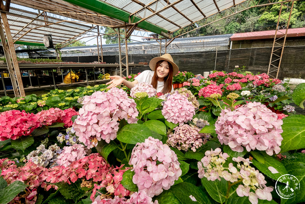 2021桃園繡球花季》8處繡球花祕密花園公開│賞花地點在哪裡？活動時間報你知！