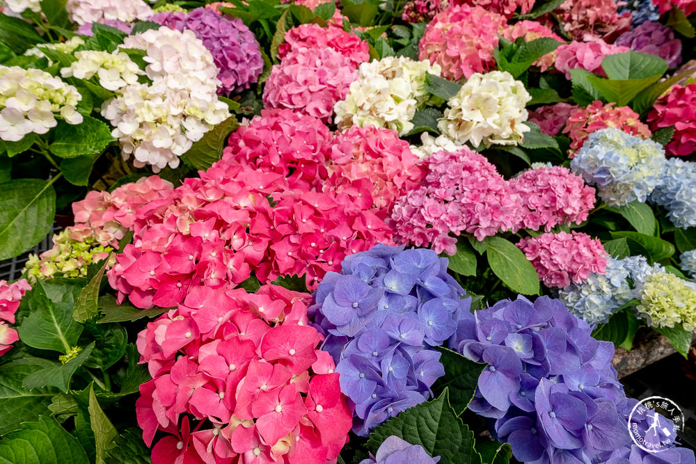2021桃園繡球花季》8處繡球花祕密花園公開│賞花地點在哪裡？活動時間報你知！