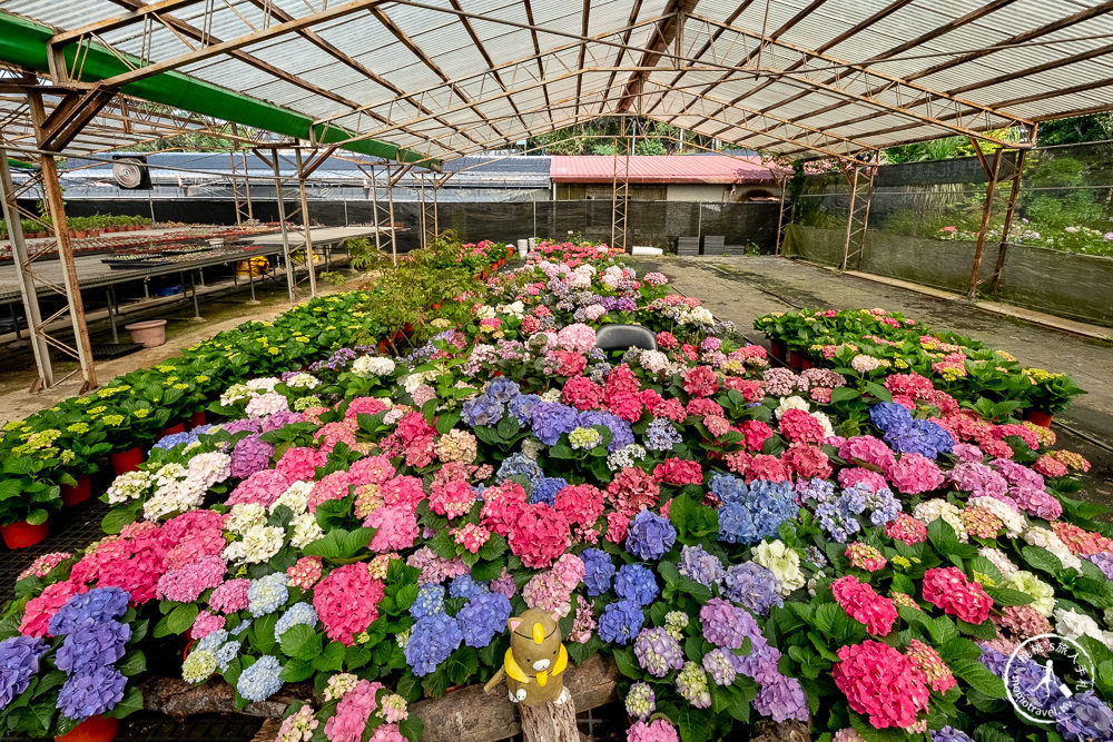 2021桃園繡球花季》8處繡球花祕密花園公開│賞花地點在哪裡？活動時間報你知！