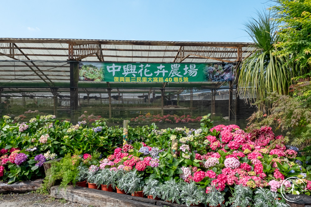 2021桃園繡球花季》8處繡球花祕密花園公開│賞花地點在哪裡？活動時間報你知！