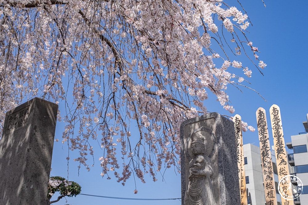 東京賞櫻景點|長明寺-令人驚嘆的枝垂櫻花瀑布-JR日暮里-近谷中商店街