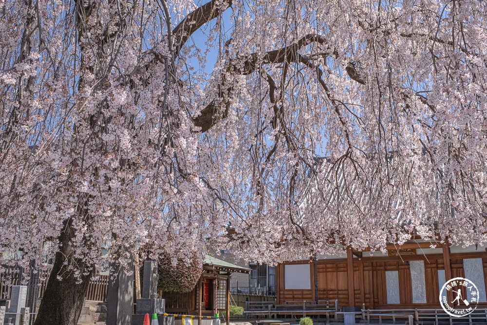 東京賞櫻景點|長明寺-令人驚嘆的枝垂櫻花瀑布-JR日暮里-近谷中商店街
