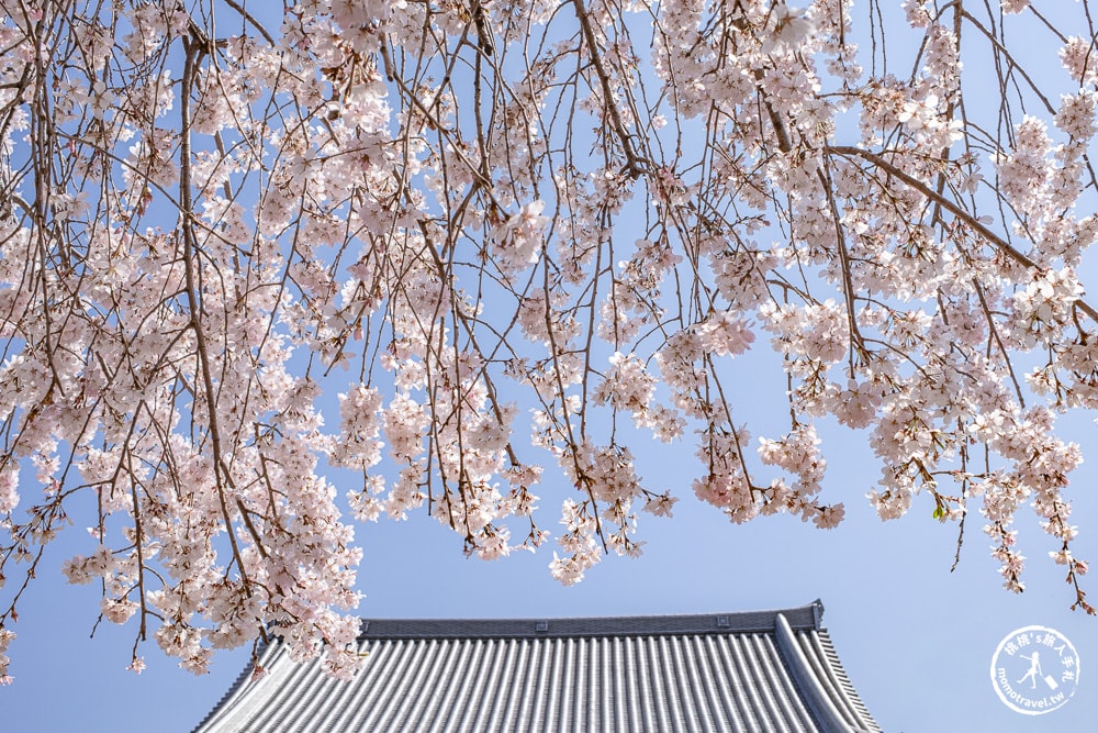 東京賞櫻景點|長明寺-令人驚嘆的枝垂櫻花瀑布-JR日暮里-近谷中商店街