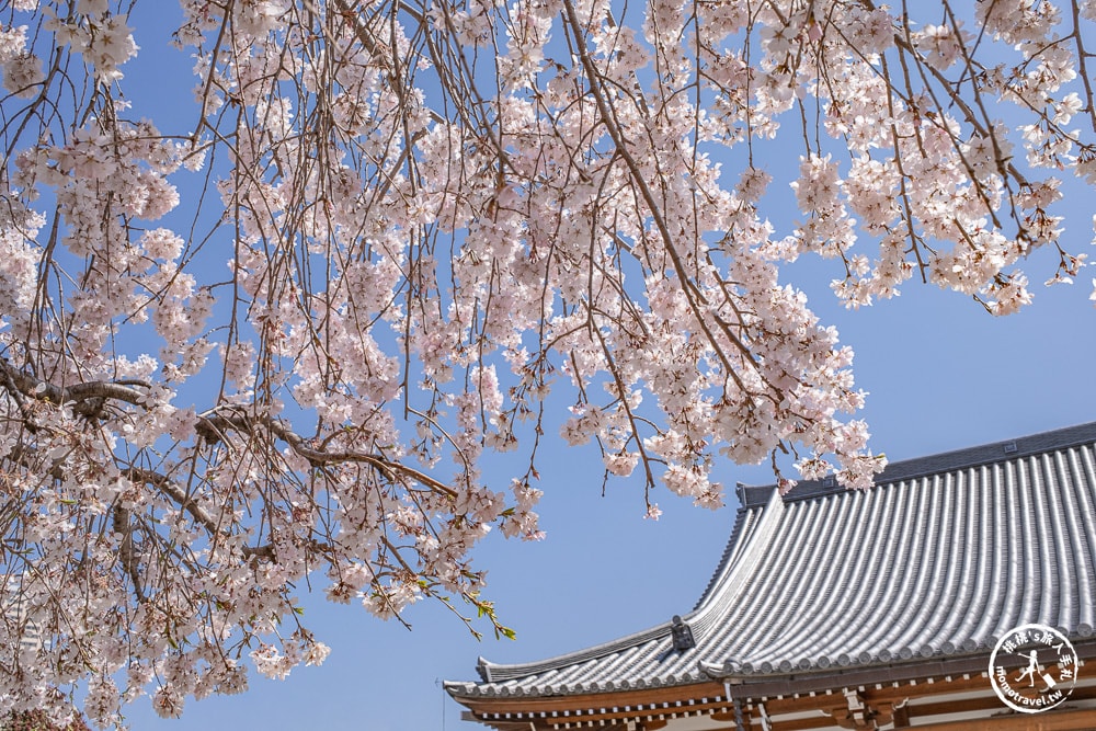 東京賞櫻景點|長明寺-令人驚嘆的枝垂櫻花瀑布-JR日暮里-近谷中商店街