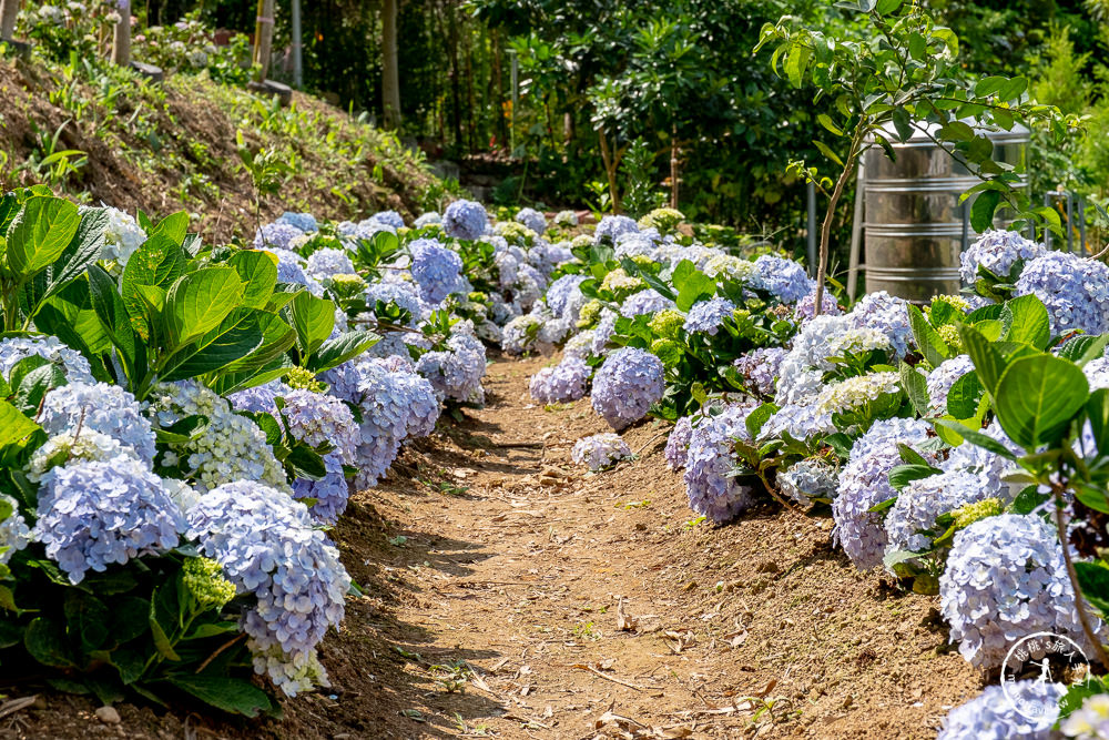 2021桃園繡球花季》8處繡球花祕密花園公開│賞花地點在哪裡？活動時間報你知！