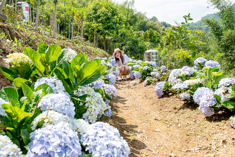 2021桃園繡球花季》8處繡球花祕密花園公開│賞花地點在哪裡？活動時間報你知！